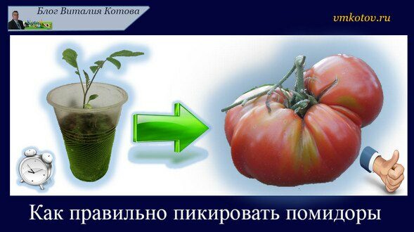 Как правильно пикировать помидоры